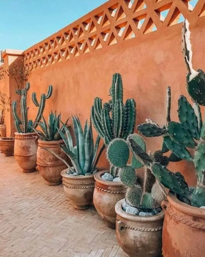 Casca Palha De Arroz Substrato Cactos Suculentas Planta 100l