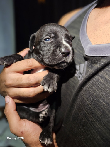 Cachorros American Pit Corso.
