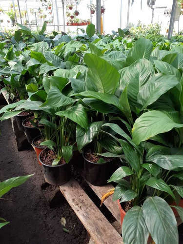Planta De Interior Spathiphyllum Wallisii ( Espatifilio )m18