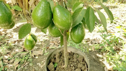 Aguacate Enano Para Maceta Injerto Prod. 6 Meses