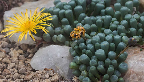 Frenestraria Aurantiaca Suculenta Africana Lithops Cactus