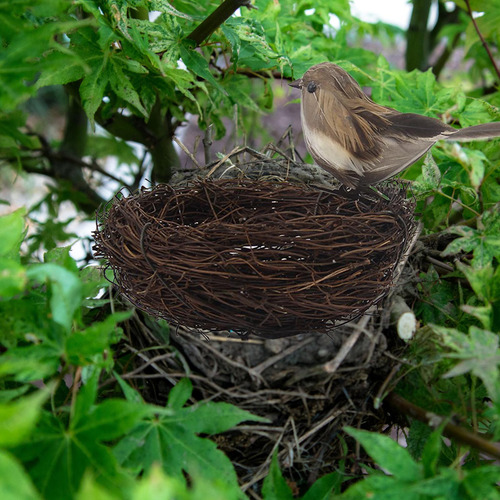 Naturaleza Nido De Pájaro Artificial Con Huevos Jaula Gris