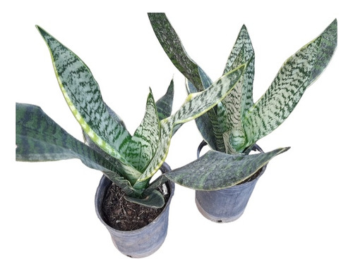 Sanseviera Enana Interior/exterior Deco Plantas