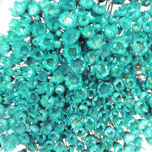 1500 Florzinhas Desidratadas Sempre Viva Azul Tiffany