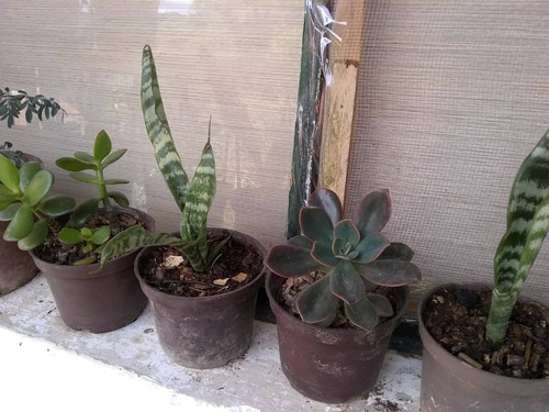 Cactus Y  Suculentas 6 Plantas Por El Precio Publicado