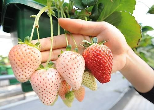 Pack De 10 Plantas Frutilla Blanca (fragaria Chiloensis) 