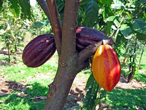 Semilla Germinada Cacao Chapaneco
