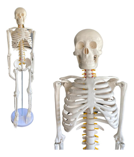 Esqueleto Anatómico 85 Cm, Nervio Espinal