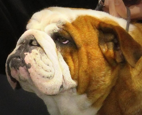 Bulldog Ingles- Macho En Servicio De Stud