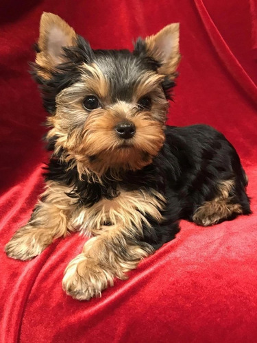 Yorkshire Terrier Cachorros Finos