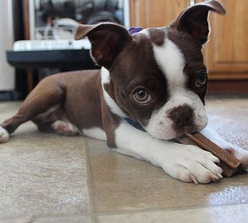 Cachorro Boston Terrier Puppy Boston Perrito Dog Puppy