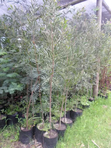 Acacia Negra.
