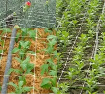Comprar Redes Para Scrog, Soporte Plantas, Cultivo Vertical 