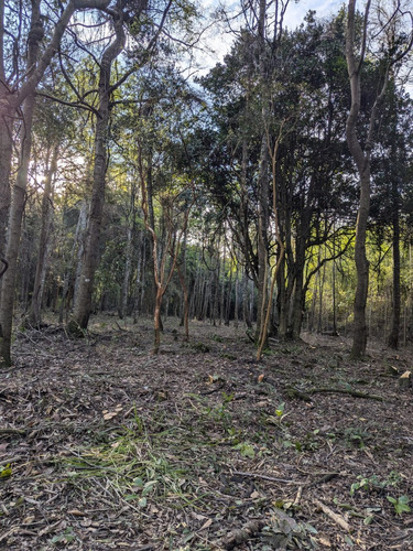 Sitio El Claro - Pucon