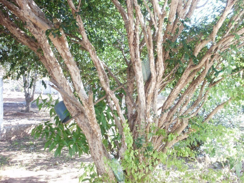 Imagem 13 de 24 de Chacara A Venda No Condominio Vitassay Em Boituva - Ch00295 - 3172387