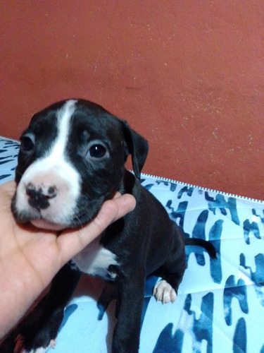 Perritos De Raza Pitbull Se Darán A 600 Cada Uno