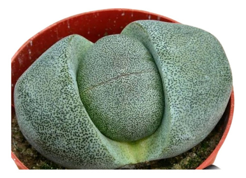 Cactus Piedra Lapidaría Margaratae Lithops 11cm Maseta Plást