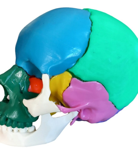 Cráneo Humano Cuerpo Humano Anatomico