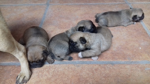 Perrito Pug Qro.