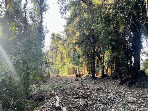 Entre Bosques, Maravillosa Parcela De 4 Há.