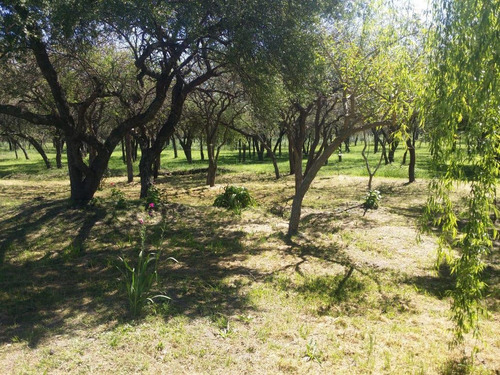 Imagen 10 de 11 de Campo - Colonia Hughes