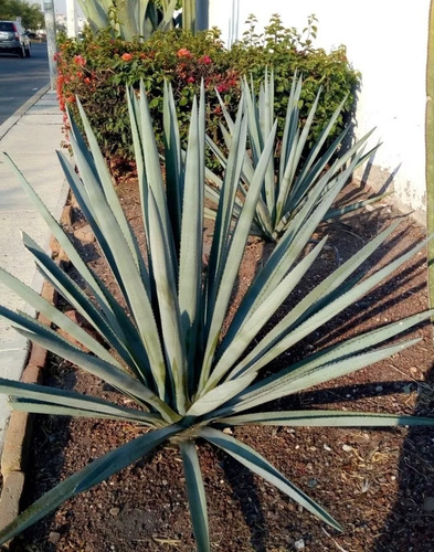 Agave Tequilana Weber, Agave Azul, 100 Semillas, Mp