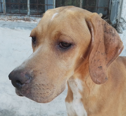 Cachorra Pointer Inglés Con Pedigrí Fca 