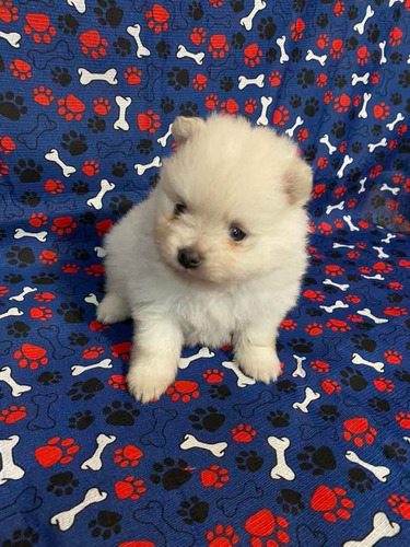 Spitz Alemão Anão