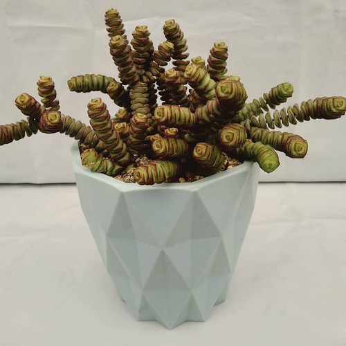 Imagen 8 de 8 de Regala Vida, Bellas Suculentas, Plantas, Maceta Decorativa