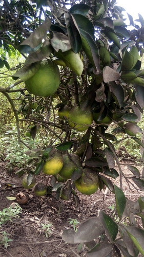 Sitio/chácara Na Chapada Diamantina Na Bahia Cidade Wagner