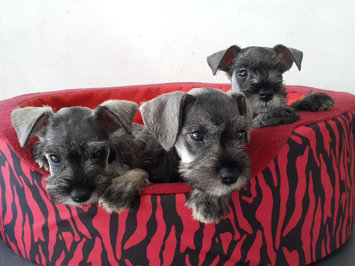 Lindos Schnauzer Mini 