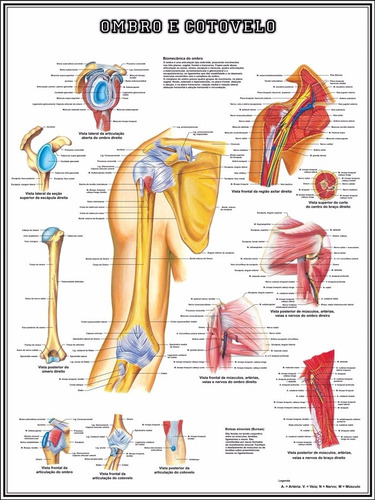 Poster Ombro Anatomia 65x100cm Decorar Fisioterapia Clínica