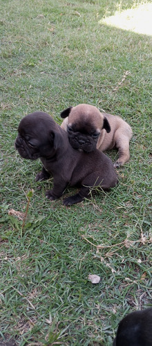 Cachorros Bulldog Francés, Machos, Pelaje Negro