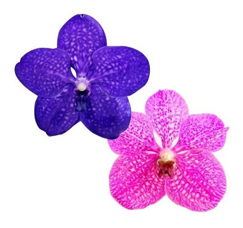 Kit 2 Orquídeas Vanda Flor Rosa E Azul Plantas Adultas | Frete grátis