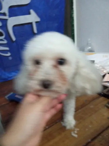 Guau Guau: Cursos De Peluquería Canina 12 Clases