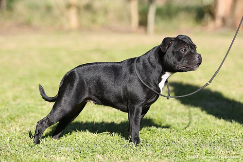 Avatar Staffordshire Bull Terrier Simplemente Lo Mejor
