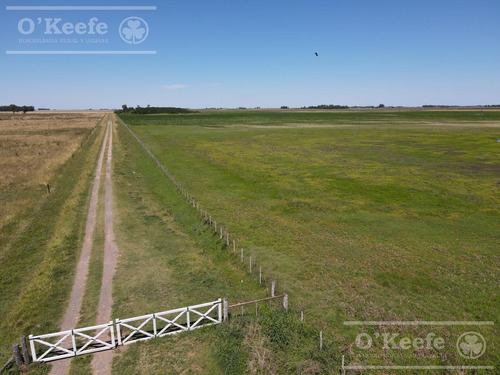 Imagen 2 de 13 de Campo 60 Has - 100% Agrícola - Oportunidad Sobre Ruta 41 - General Belgrano