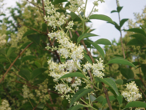 Arbol Ligustrum Lucidum Aurea 2mts 50lts