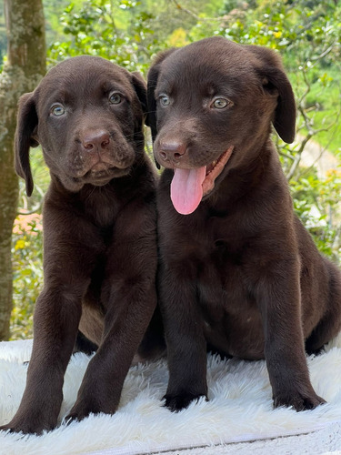 Hermosos Cachorros Labradores Chocolate Excelente Genética 