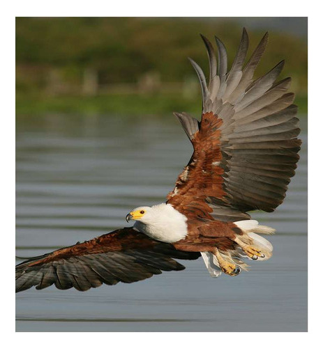 Vinilo 45x45cm Aves Aguila Volando Sobre El Rio Laguna