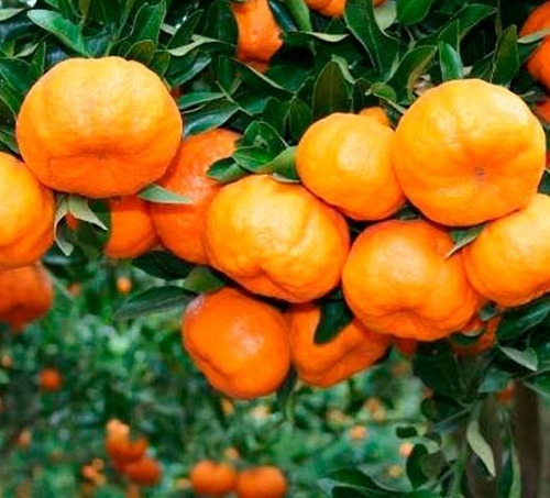 Imagem 4 de 6 de Muda De Laranjinha Kinkan - 2 Variedades Alta Produção