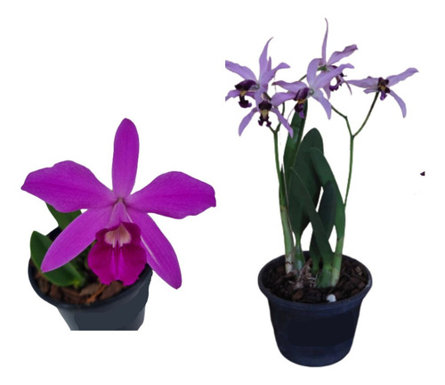 Kit Mini Orquideas Cattleya Hoffmannseggella+ Sincorana Tipo