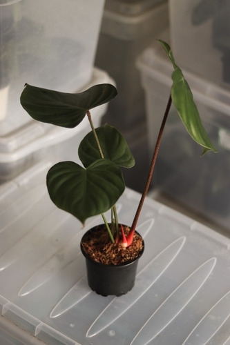 Philodendron Nangaritense