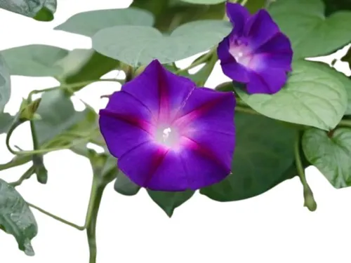 Campanilla Púrpura Ipomoea Purpurea Enredadera Nativa