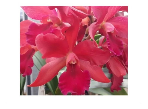 Orquídea Cattleya Vermelha - Adulta | Parcelamento sem juros