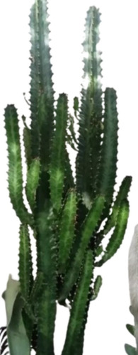 Cactus Euphorbia Trigona