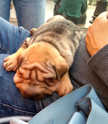 Sharpei Cachorros Variedad Minipei