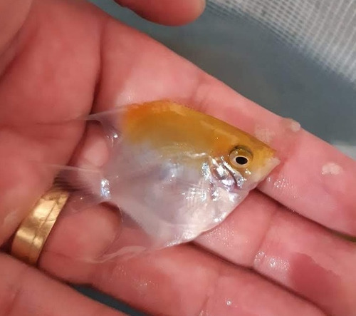2 Acará Bandeira Médio - 4 Cm - Peixe Ornamental