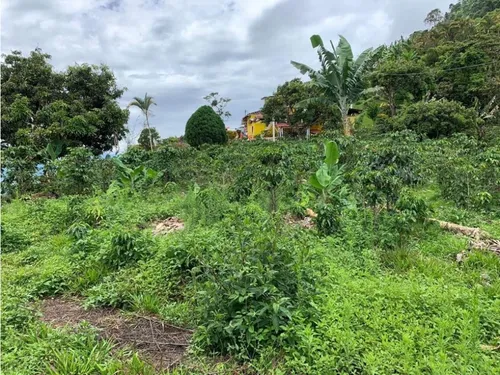 Finca Cafetera En Venta En Andes - Antioquia
