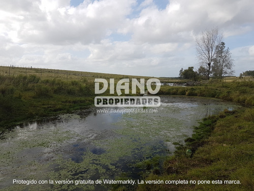 Imagen 4 de 11 de Oportunidad - Chacra Completa - Campo Minas